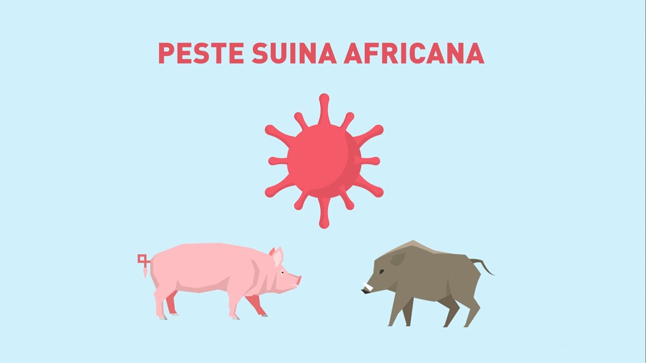 Peste Suina Africana - Vademecum di corrette pratiche